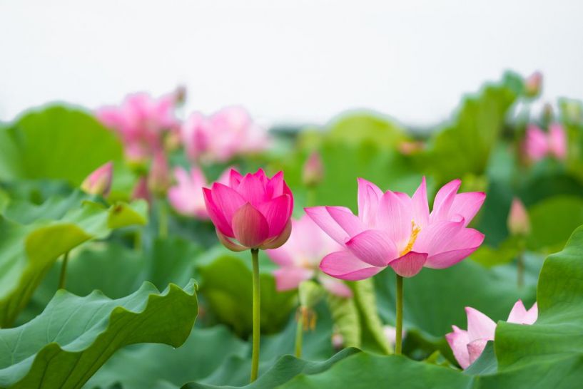 Chán nhất khi làm việc với nhiều bạn trẻ Việt là THIẾU LỬA